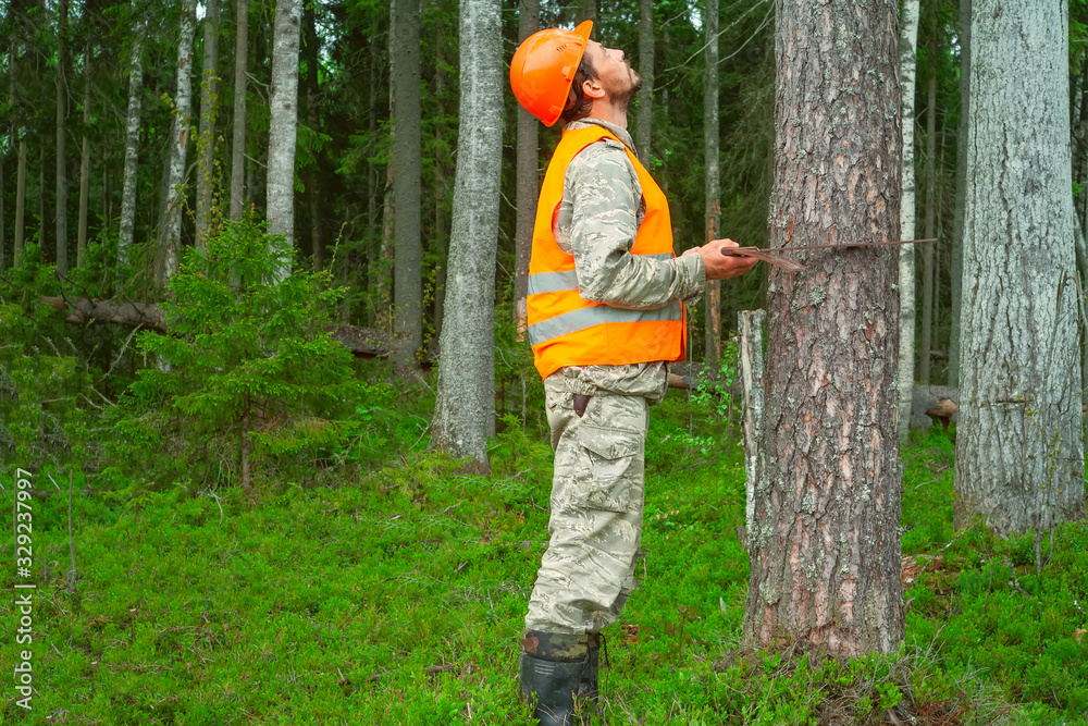 Forest engineer Works in the forest. The forester measures the diameter of the tree. Forestry and reforestation. Professional people. Forest engineer Works in the forest. The forester measures the diameter of the tree. Forestry and reforestation. Professional people.