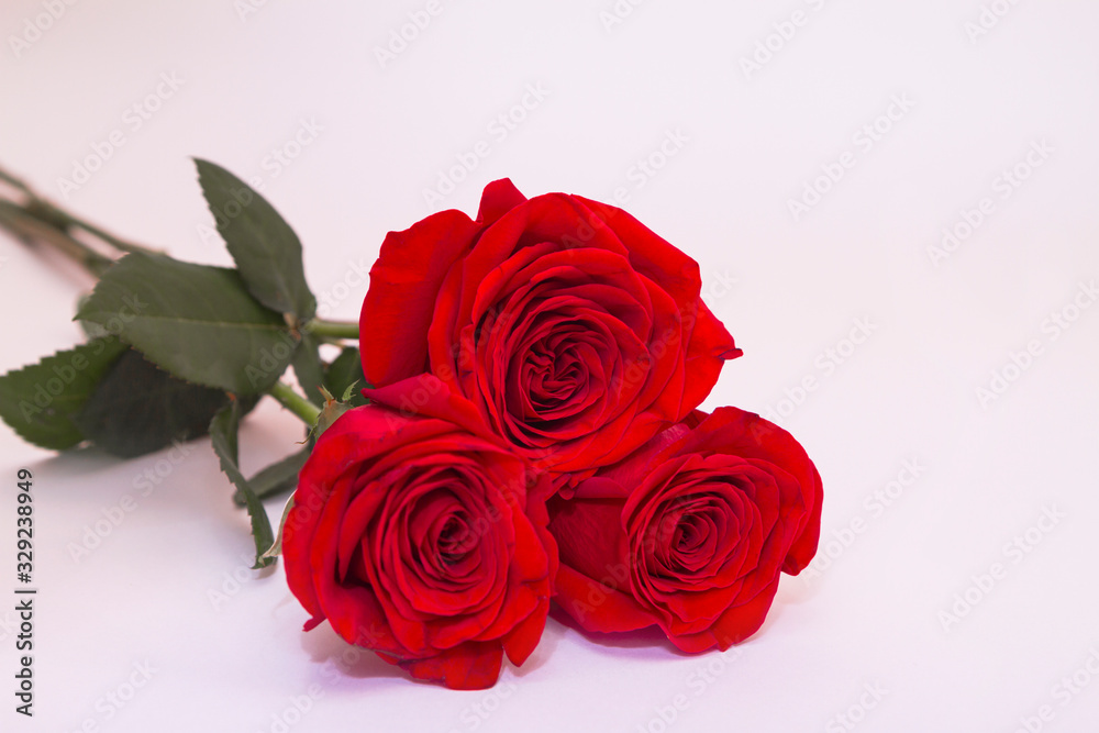 Three red roses on white background with copy space. Greeting concept. Three red roses on white background with copy space. Greeting concept.