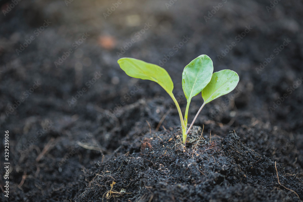 Young plant in the morning light on nature background. Young plant and fresh sapling in the soil with morning light, Greenery of young plant and seedling are growing. Young plant in the morning light on nature background. Young plant and fresh sapling in the soil with morning light, Greenery of young plant and seedling are growing.