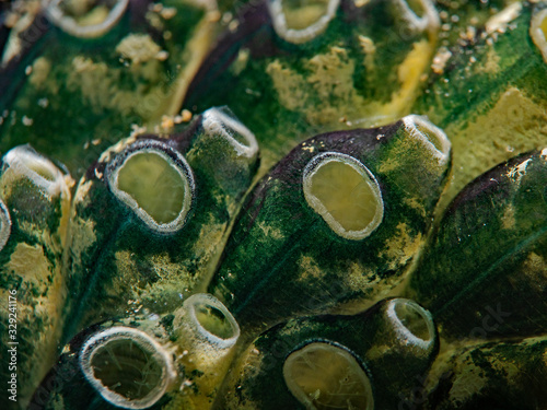 Stalked Green Ascidian, Pilz-Seescheide (Nephteis fascicularis)