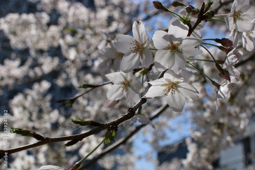 sakura in spring