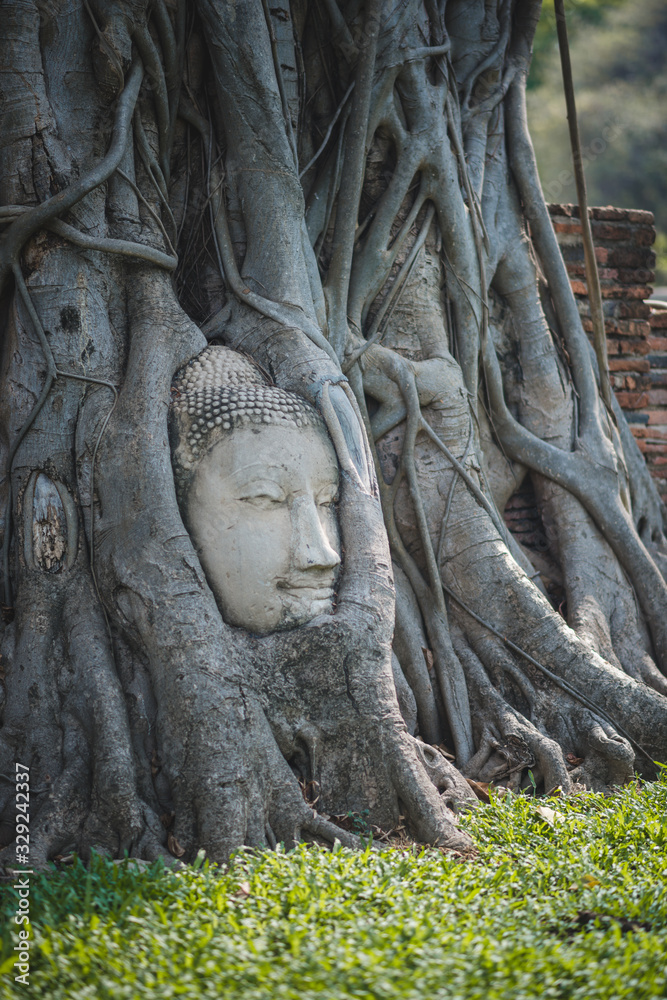 The head of the Buddha at the root of the pipal tree inside Wat Mahathat temple in Ayutthaya province, Thailand. The head of the Buddha at the root of the pipal tree inside Wat Mahathat temple in Ayutthaya province, Thailand.