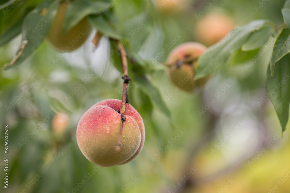 Peach tree, branch with a ripe fruits and green leaves. Shallow depth of focus, bokeh. Peach tree, branch with a ripe fruits and green leaves. Shallow depth of focus, bokeh.