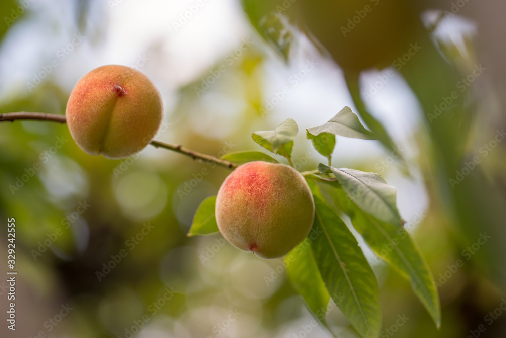 Peach tree, branch with a ripe fruits and green leaves. Shallow depth of focus, bokeh. Peach tree, branch with a ripe fruits and green leaves. Shallow depth of focus, bokeh.