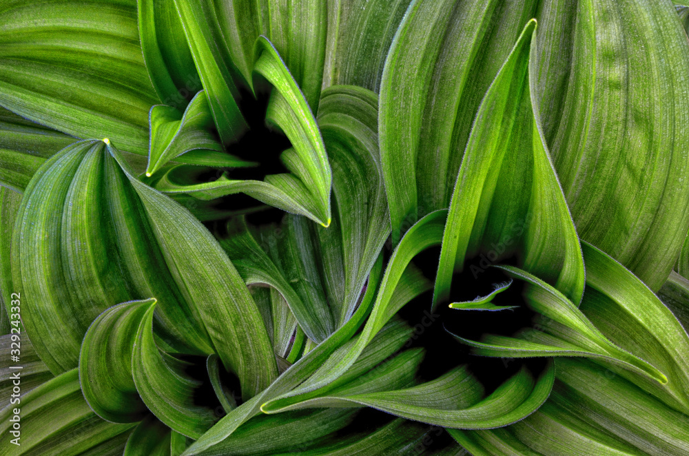 Fresh Green leaves, abstract foliage texture for nature background and design Fresh Green leaves, abstract foliage texture for nature background and design