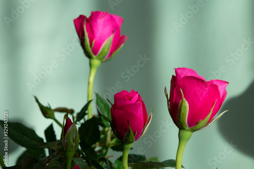 Colorful flower closeup background