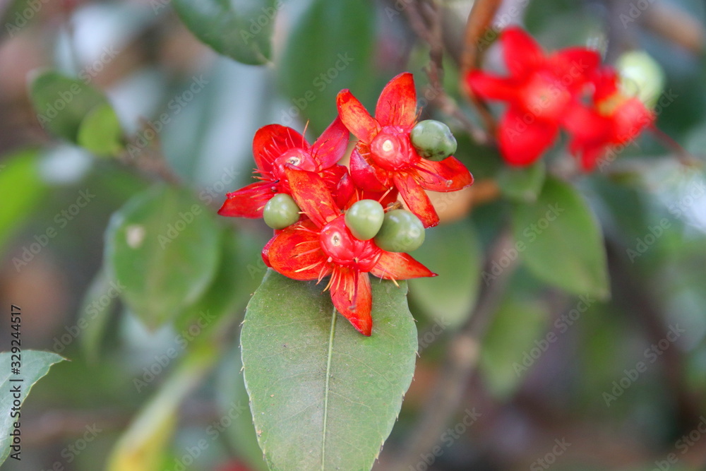 Red flowers with light green young fruits of Micky Mouse are on shoot and blur green leaves background. Red flowers with light green young fruits of Micky Mouse are on shoot and blur green leaves background.