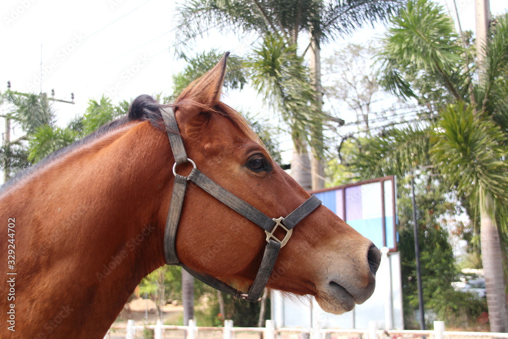 Beside view of brown horse's head in park. Beside view of brown horse's head in park.