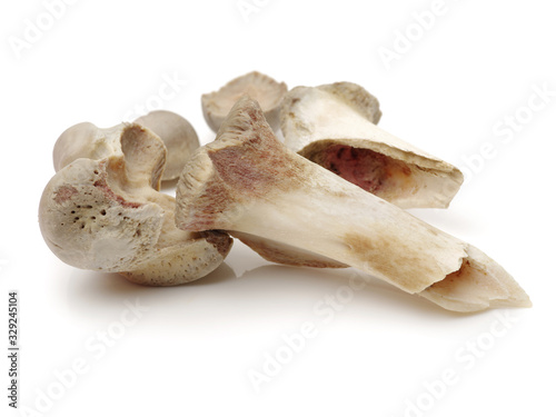 bone without meat isolated on white background