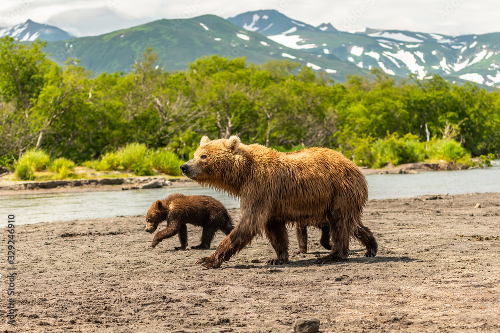 Fototapeta premium Ruling the landscape, brown bears of Kamchatka (Ursus arctos beringianus)