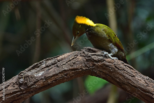 Greater yellownape (Chrysophlegma flavinucha), perched on a tree log