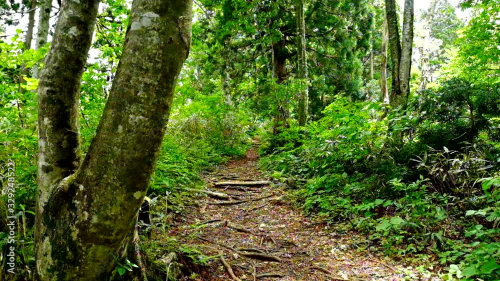 大きなブナの木と森の中の遊歩道 大きなブナの木と森の中の遊歩道