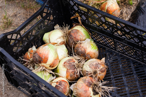 Seasonal Onions