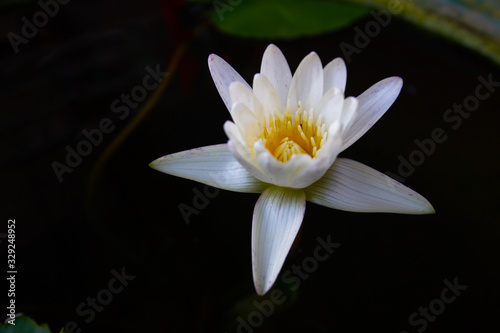 Blooming White Lotus Flower Decoration in the Water