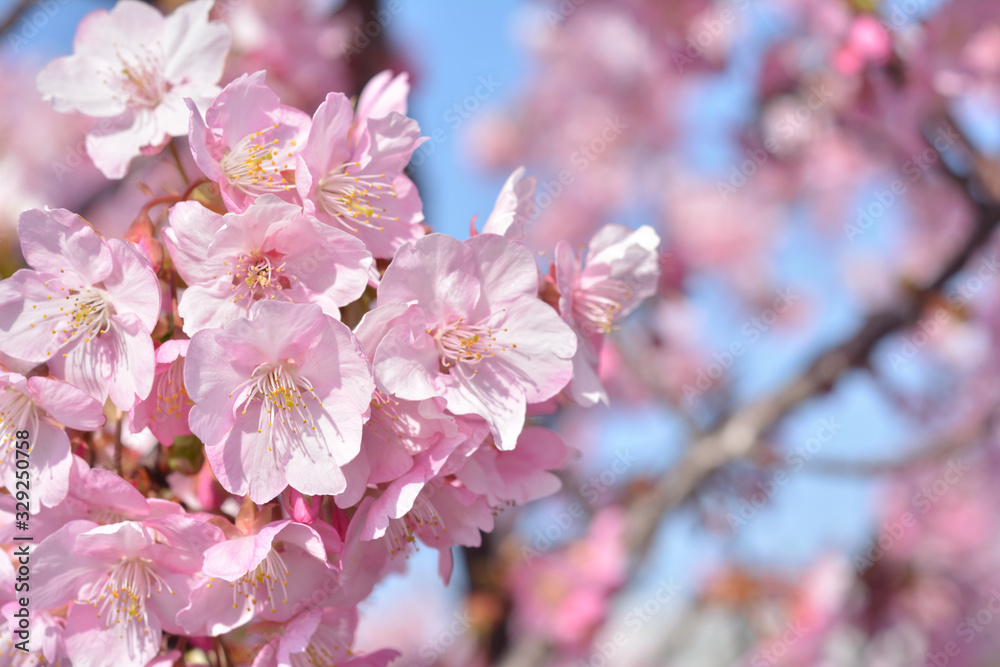 桜の花  青空