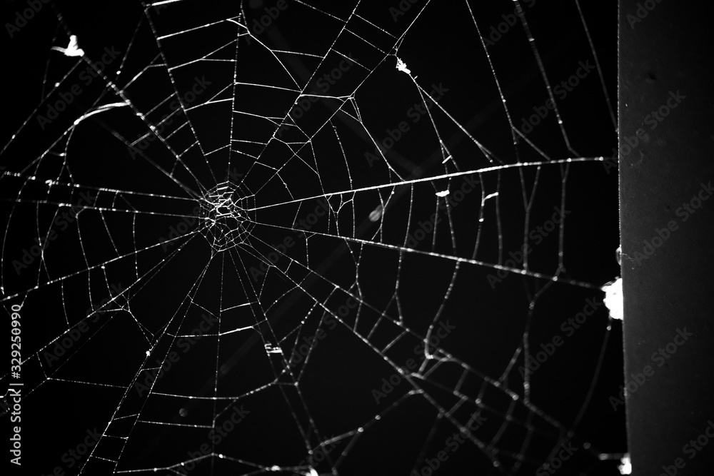 Obraz premium Abstract dark monochrome background with old spider web
