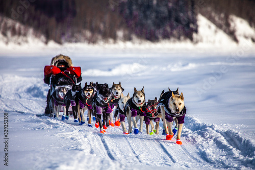 Obraz na płótnie Iditarod, Sled-dogs on the Yukon River