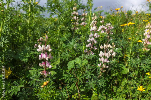 Blooming pink Lupine Flowers Among Green Leaves close up