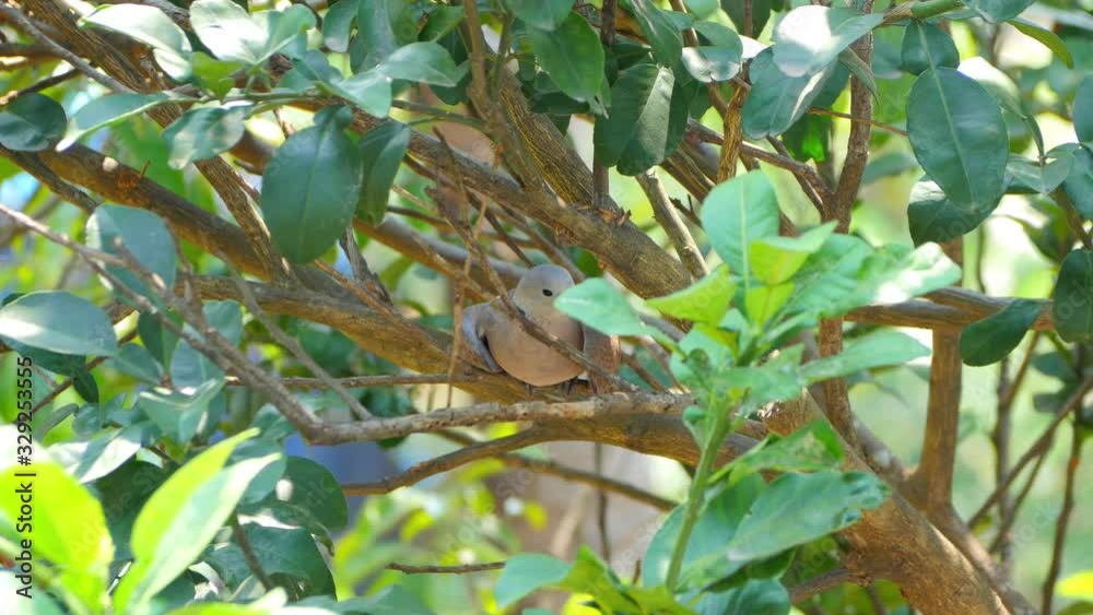Red collared dove or Red turtle dove (streptopelia tranquebarica) sitting on tree branch, Cute bird relaxing on the tree Red collared dove or Red turtle dove (streptopelia tranquebarica) sitting on tree branch, Cute bird relaxing on the tree