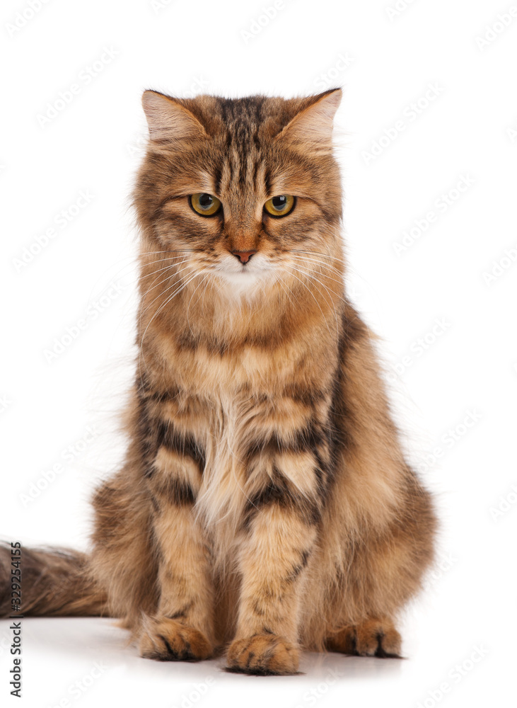 Siberian adult cat