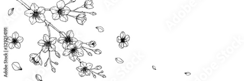 Horizontal banner with hand drawn spring cherry blossom in sketch style. Spring design for cards, banners, letters, invitations, headlines. Place for text