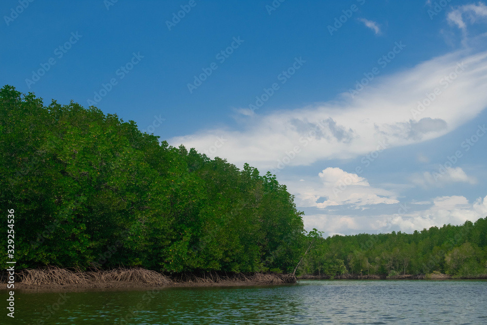 mangrove forest in island of paradise of Koh Yao Yai, Phang Nga, Thailand