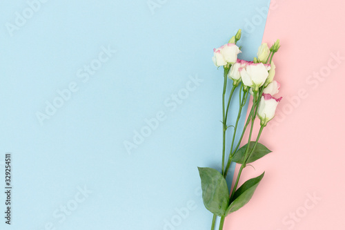 Eustoma flowers on a pink and blue pastel background. Floral composition with place for text.