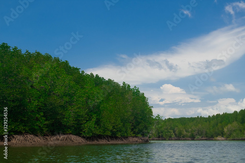 mangrove forest in island of paradise of Koh Yao Yai  Phang Nga  Thailand