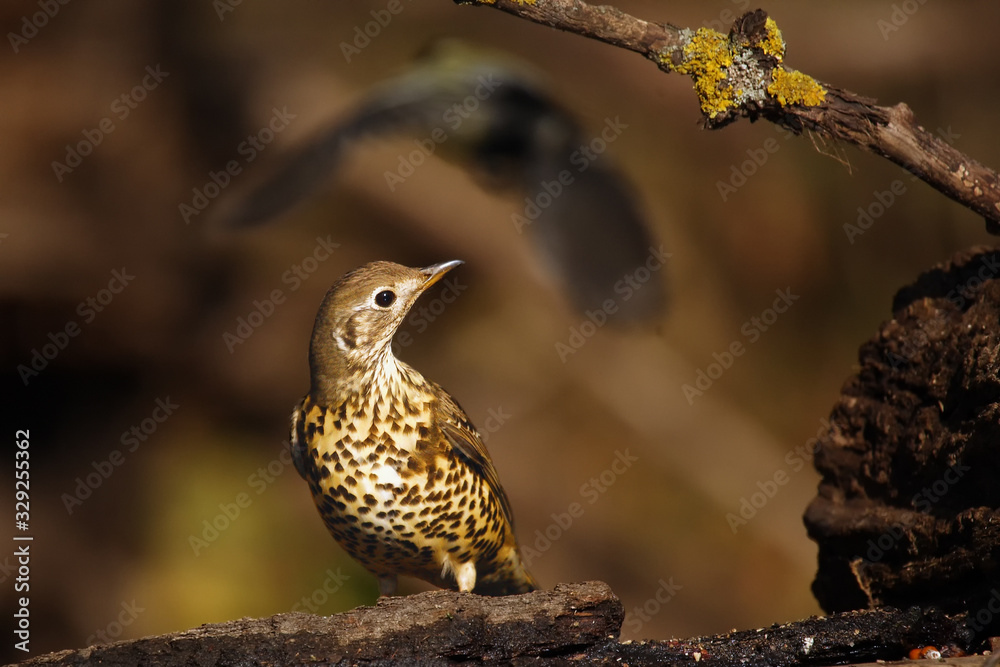 The mistle thrush (Turdus viscivorus) sitting on the shore of a small lake. In the background another songbird bird. The mistle thrush (Turdus viscivorus) sitting on the shore of a small lake. In the background another songbird bird.