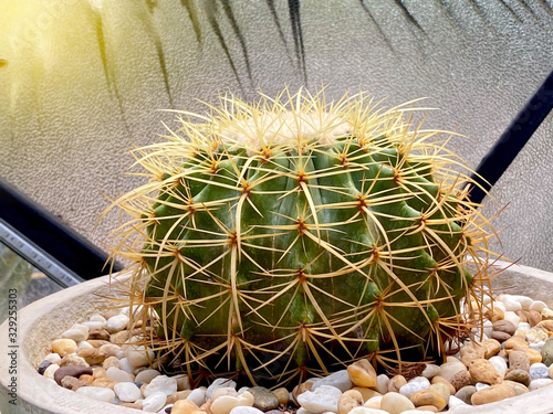Wallpaper Mural Cactus photos in greenhouse Botanical Gardens. background Torontodigital.ca