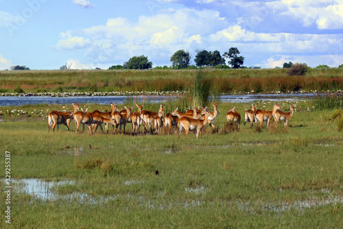 Lechwe (Kobus leche) or South Lechwe, a herd at the reservoir.Okavango River Delta landscape.