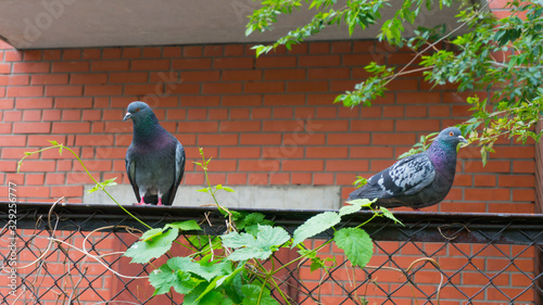 Two doves on the fence
