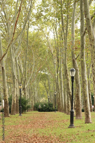 trees in the park