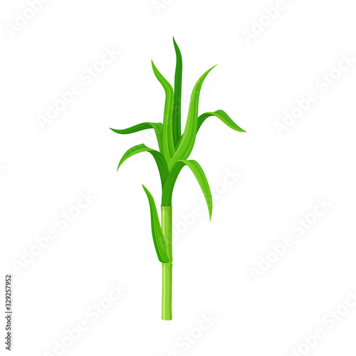 Green Sprout of Sugarcane Plant Isolated on White Background Vector Illustration