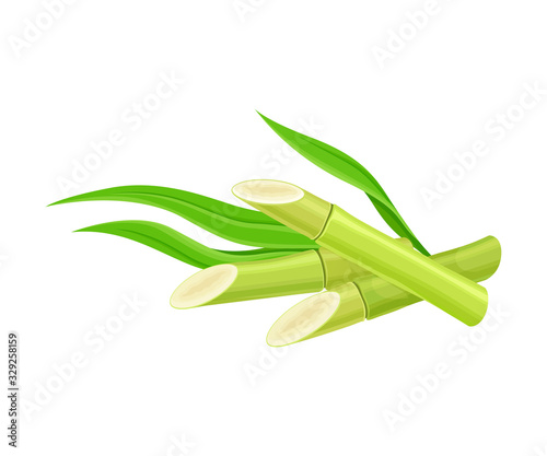 Green Sticks of Sugarcane Plant Isolated on White Background Vector Illustration