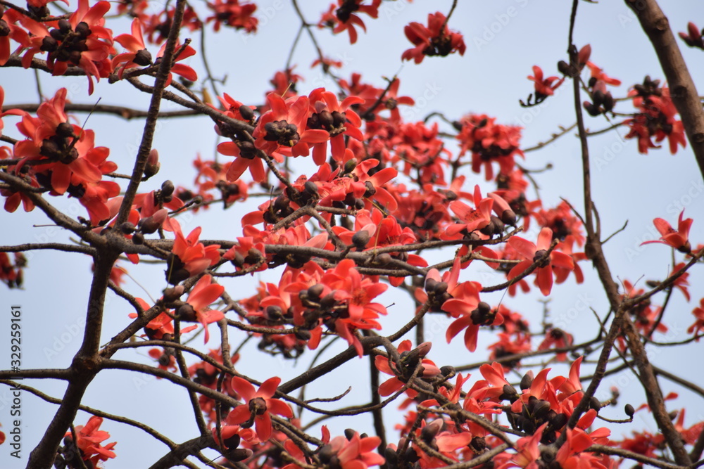 red tree in autumn with red flowers red tree in autumn with red flowers