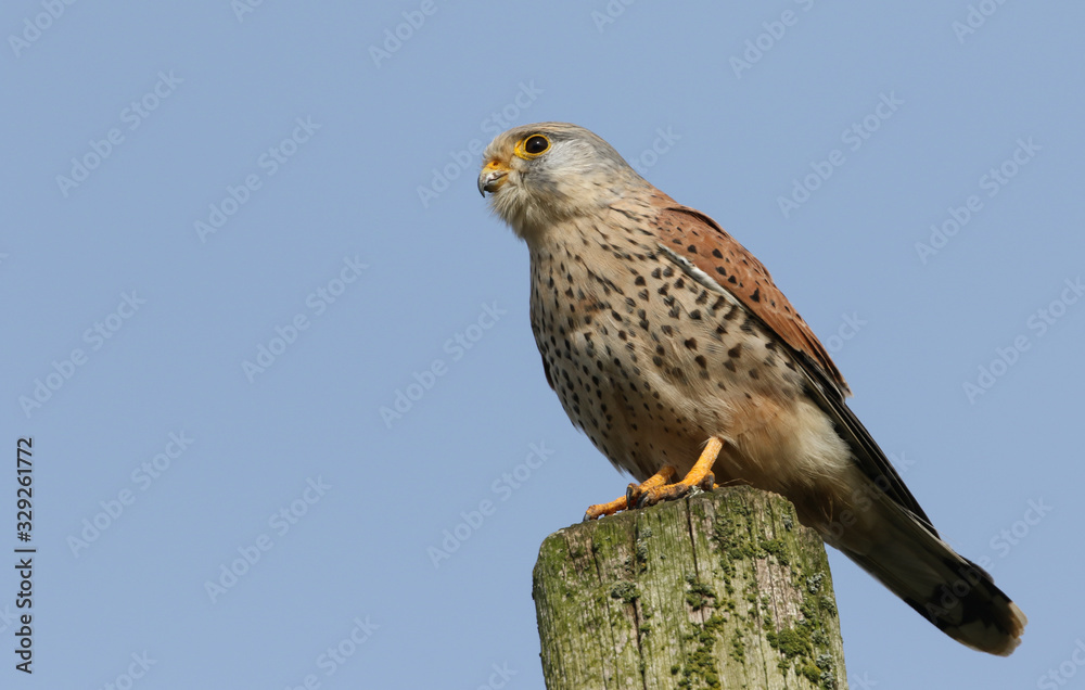 A magnificent male Kestrel, Falco tinnunculus, perching on a wooden post in the UK. A magnificent male Kestrel, Falco tinnunculus, perching on a wooden post in the UK.