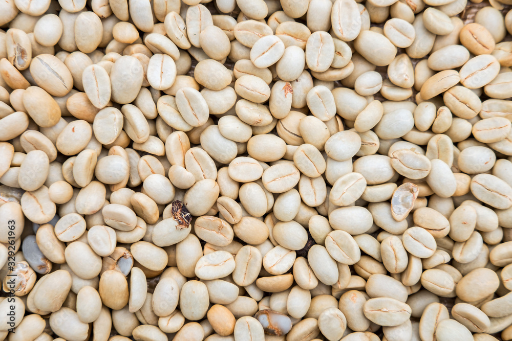 Process before being a coffee product to Coffee beans under sun to dry on background Process before being a coffee product to Coffee beans under sun to dry on background