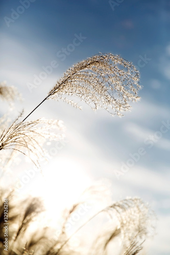 flamegrass silvergrass reed blue sky landscape nature 갈대 억새 억새밭  photo