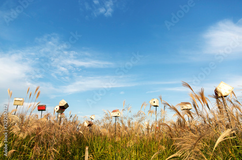 flamegrass silvergrass reed blue sky landscape nature photo