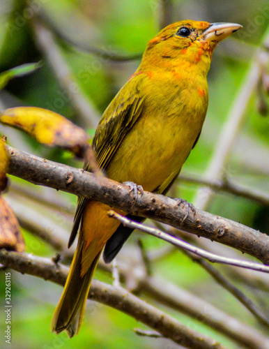 Taranga Roja piranga rubra photo