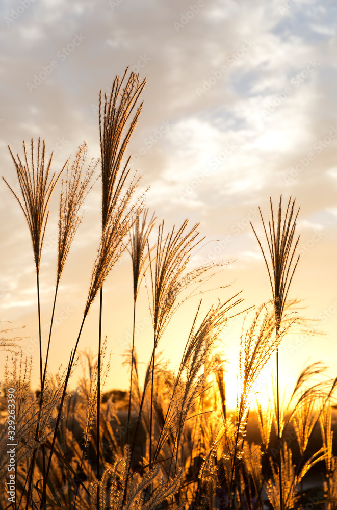flamegrass silvergrass reed sunset redsky orangesky evenig glow flaming sunset landscape nature 석양 노을 억새 갈대밭 flamegrass silvergrass reed sunset redsky orangesky evenig glow flaming sunset landscape nature 석양 노을 억새 갈대밭