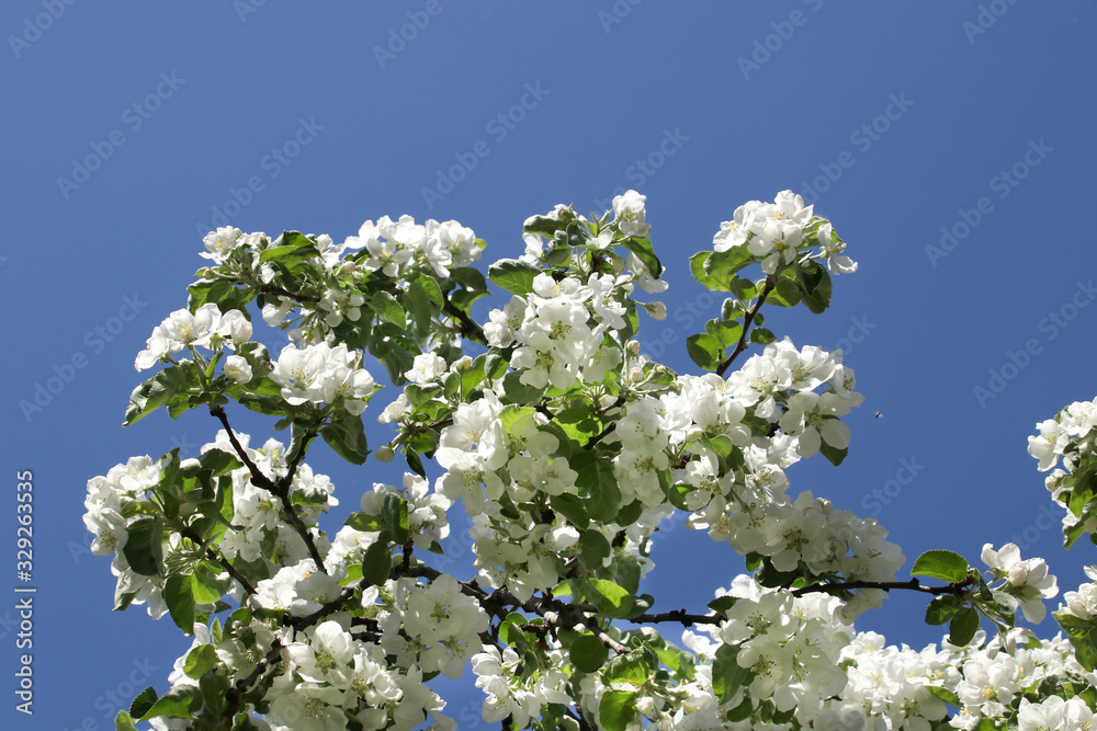 Flowering branches of apple trees on a background of blue sky in spring in sunny weather Flowering branches of apple trees on a background of blue sky in spring in sunny weather