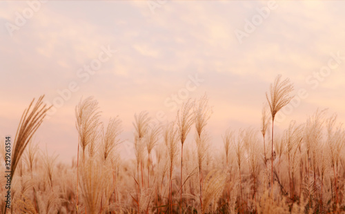 flamegrass silvergrass reed sunset redsky orangesky evenig glow flaming sunset landscape nature 석양 노을 억새 갈대밭