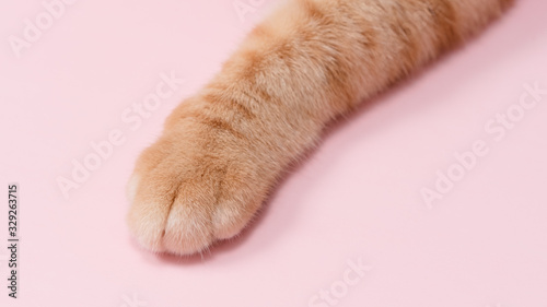 close up of cat's paw 