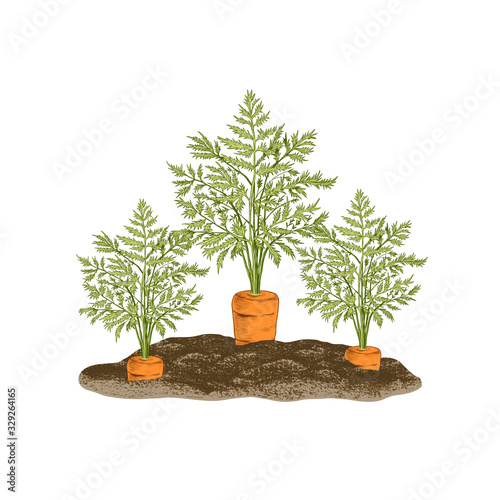 .Fresh carrots on a garden bed. Hand drawn vector illustration on white background.  Color sketch.