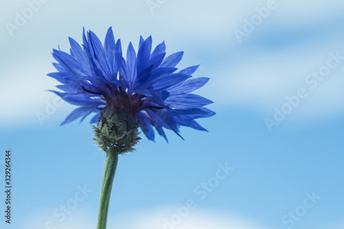 flower against blue sky