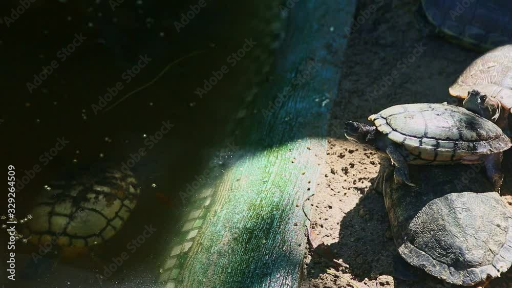 closeup panorama on small group of water turtles resting near green pond closeup panorama on small group of water turtles resting near green pond