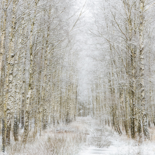 Wallpaper Mural Path through winter forest Gunnebo Kulturreservat, Mölndal, Sweden, Europe Torontodigital.ca