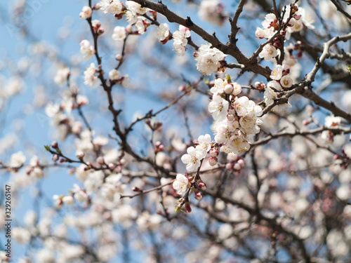 apricot blossom